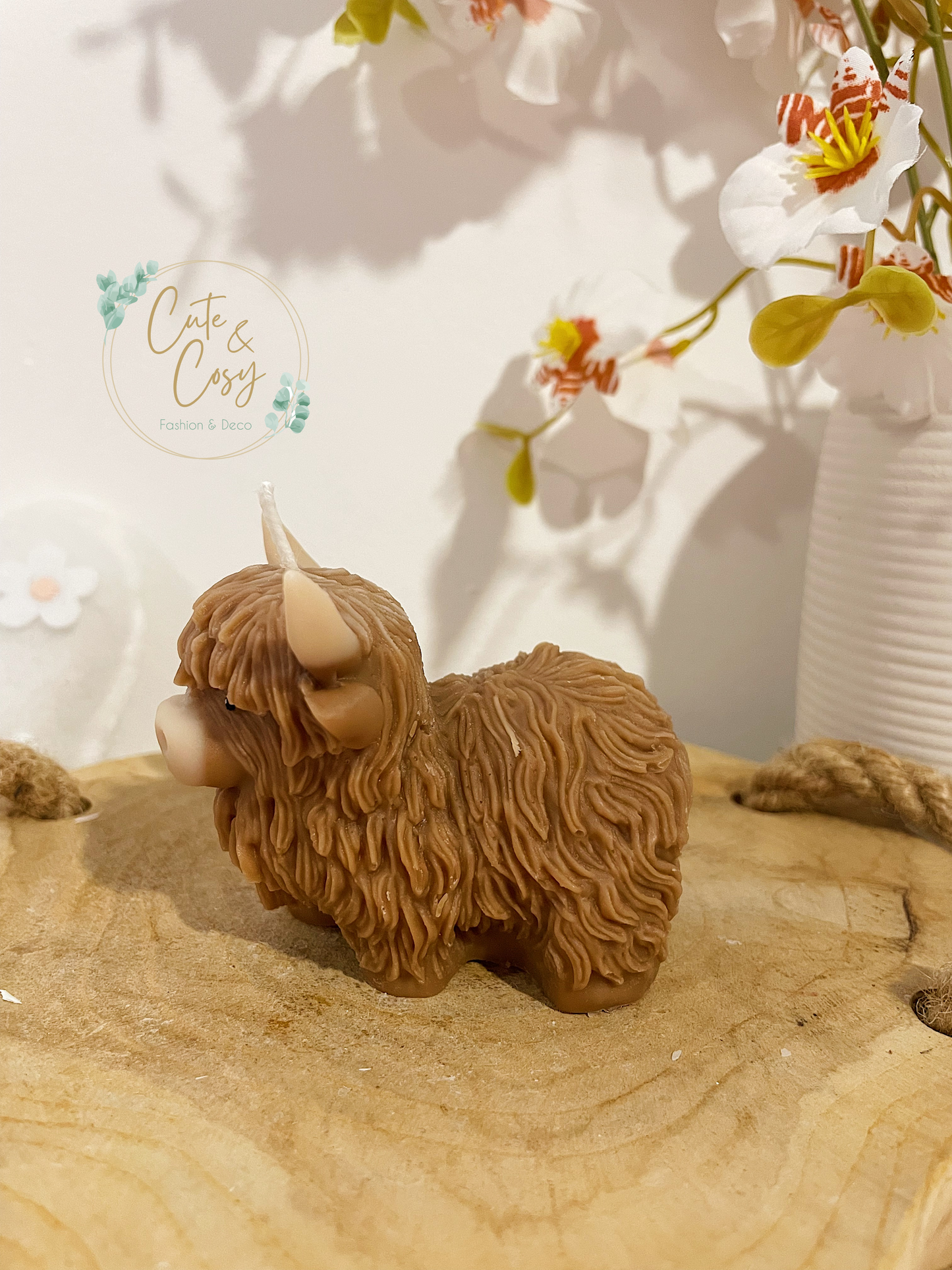Highland Cow