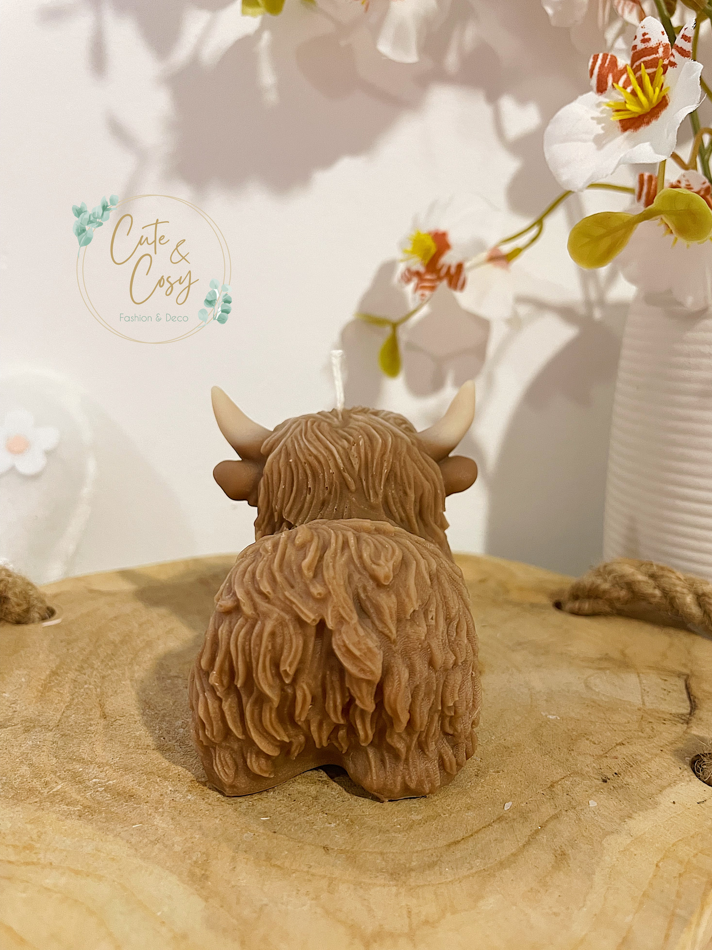 Highland Cow