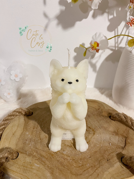 Kat - wit